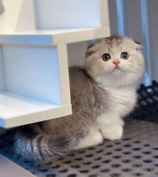 Munchkin Fold