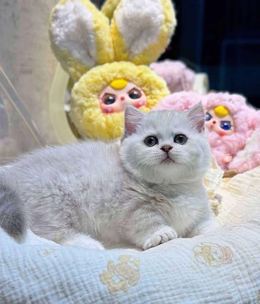 Munchkin