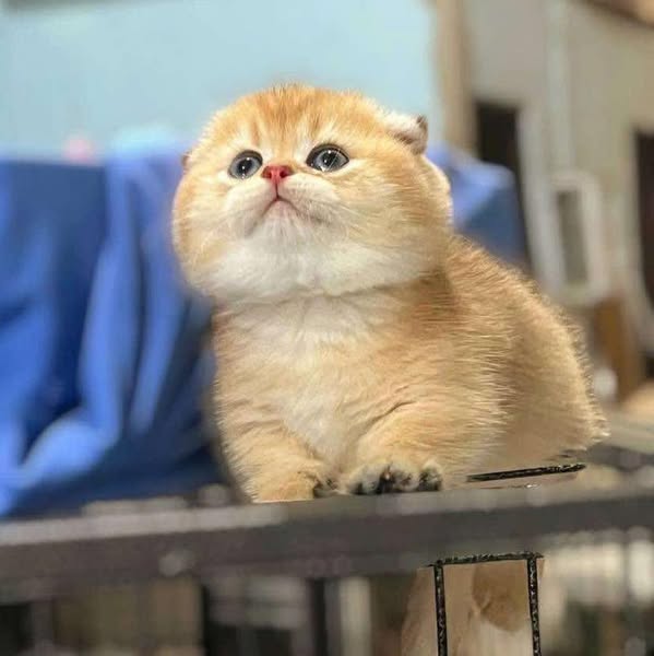 Munchkin Fold