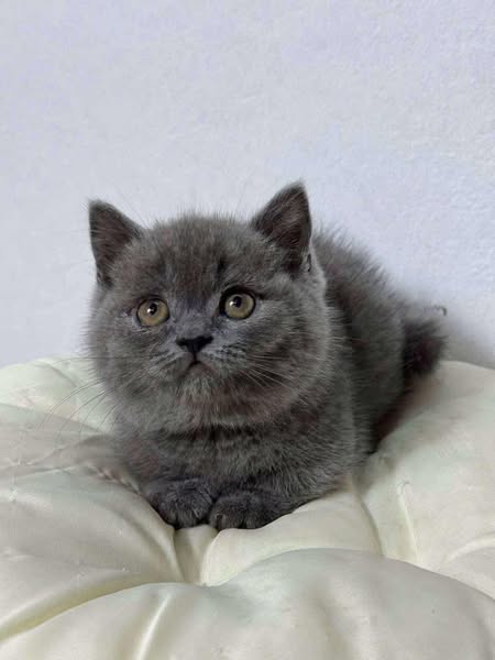British Shorthair