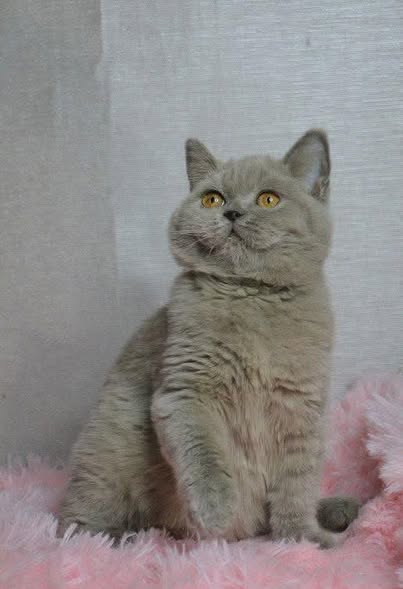 British Shorthair