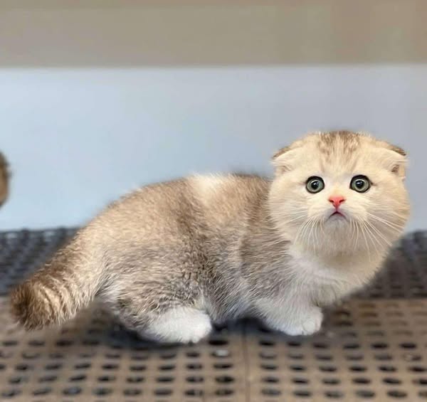 Munchkin Fold