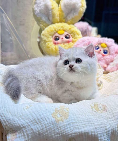 Munchkin