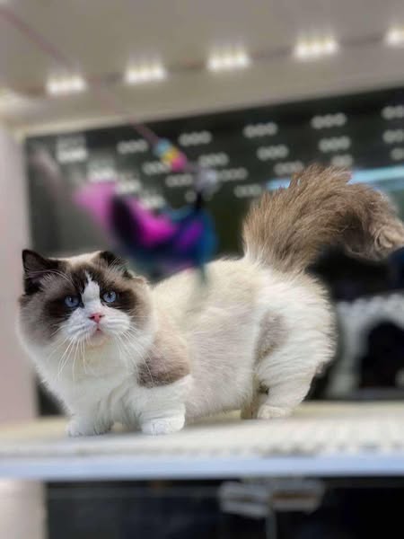 Munchkin Ragdoll
