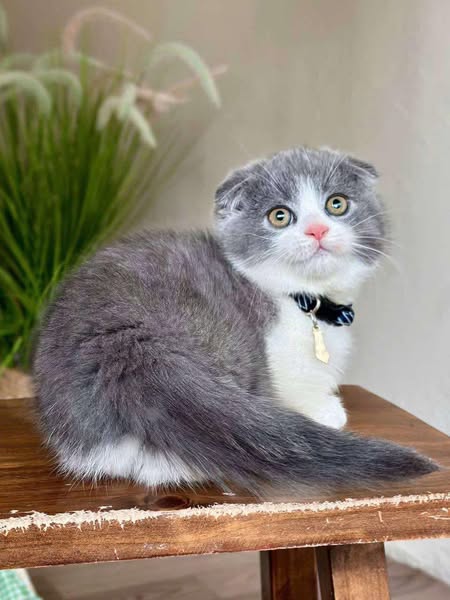 Munchkin Fold