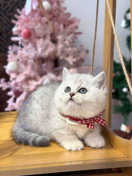 British Shorthair