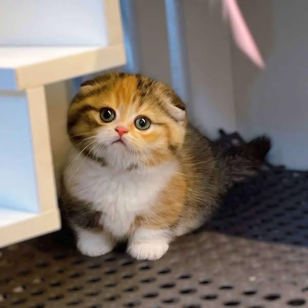 Munchkin Fold