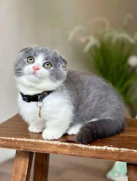 Munchkin Fold