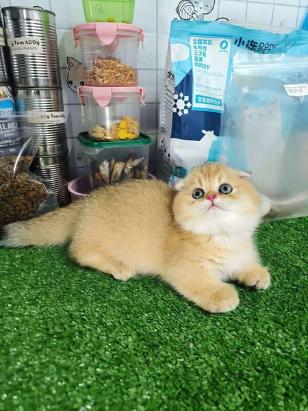 Munchkin Fold
