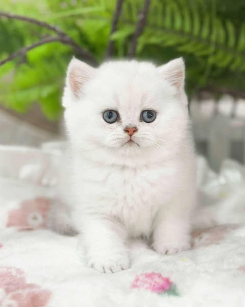 British Shorthair