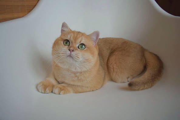 British Shorthair