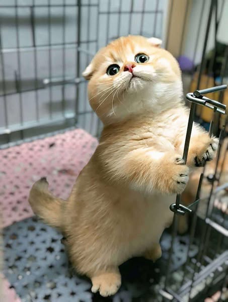 Munchkin Fold