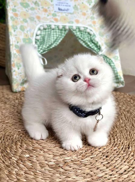 Munchkin Fold