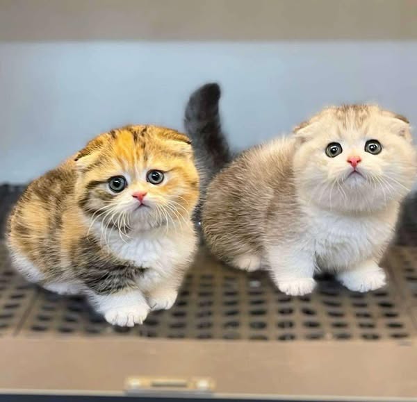 Munchkin Fold