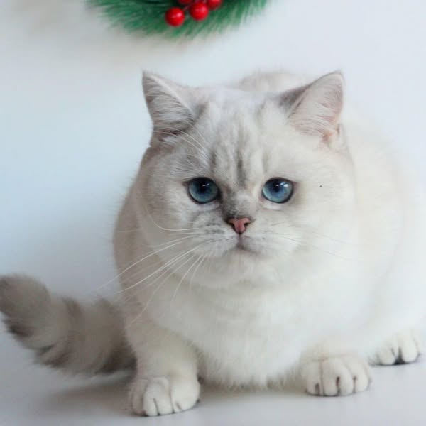British Shorthair