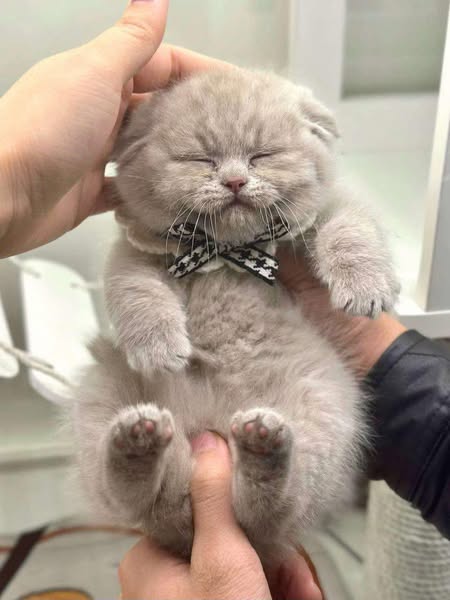 Scottish Fold