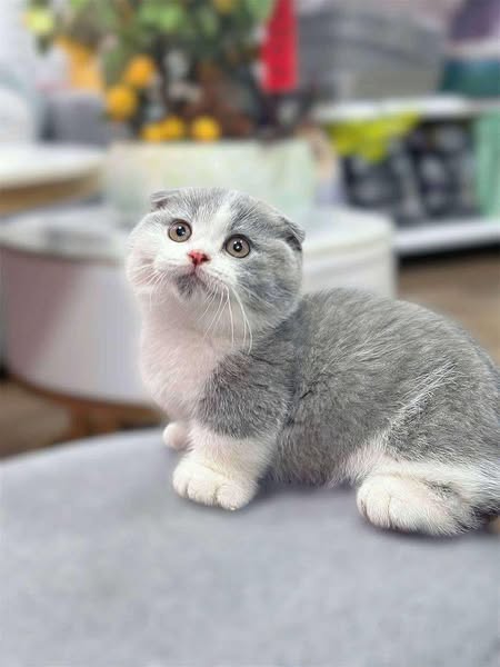 Munchkin Fold