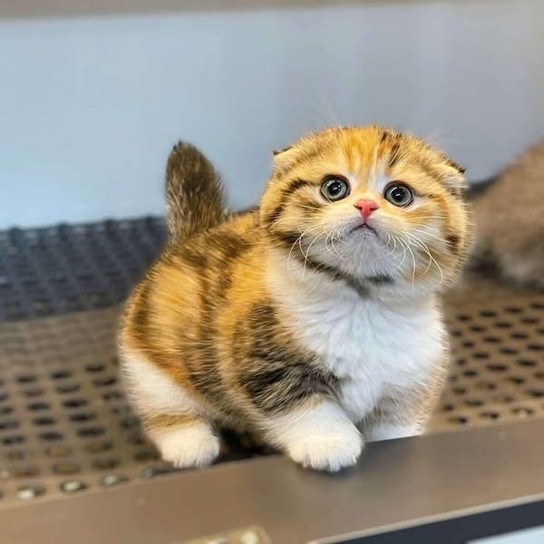 Munchkin Fold
