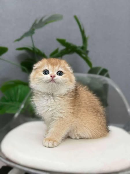 Munchkin Fold