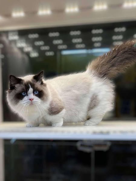 Munchkin Ragdoll