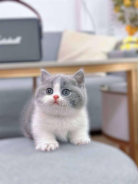 Munchkin
