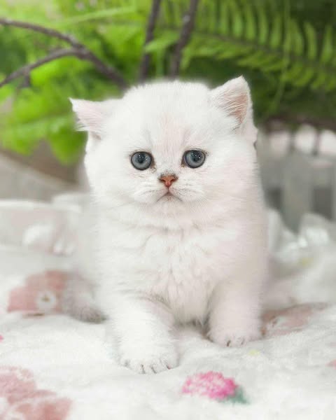 British Shorthair