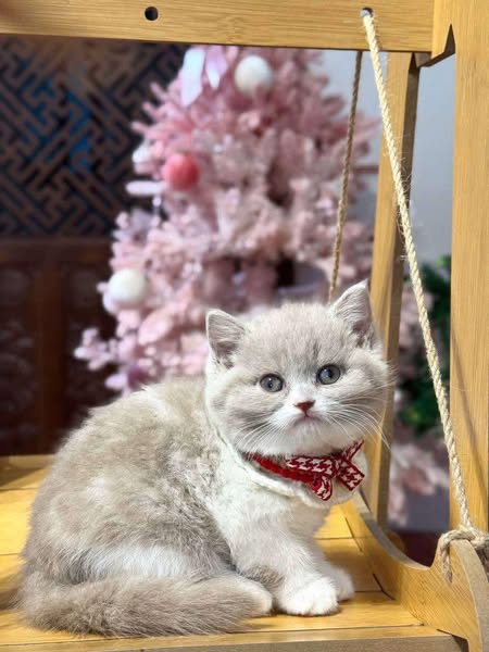British Shorthair