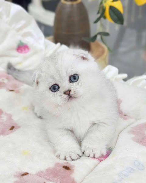 Munchkin Fold