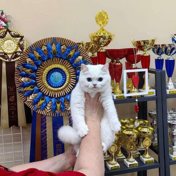 British Shorthair