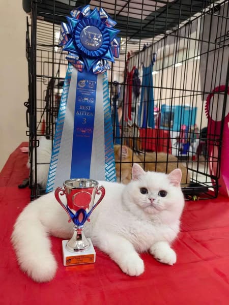 British Shorthair