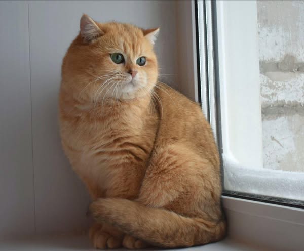 British Shorthair