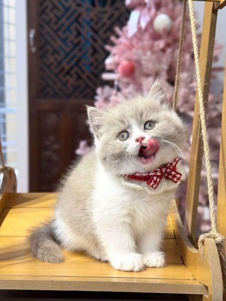 British Shorthair