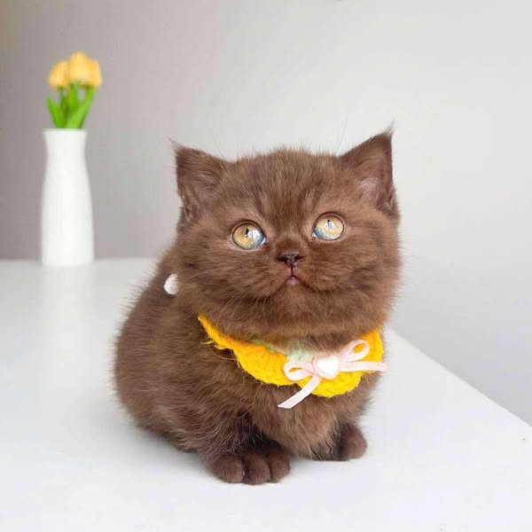 Munchkin