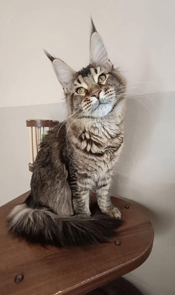 Maine Coon
