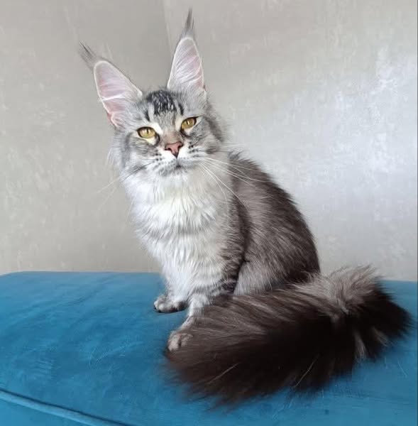 Maine Coon