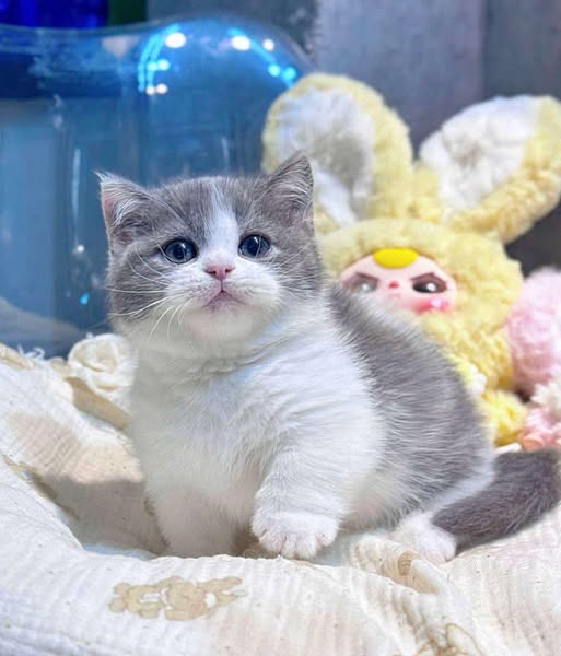 Munchkin