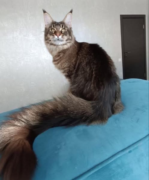 Maine Coon
