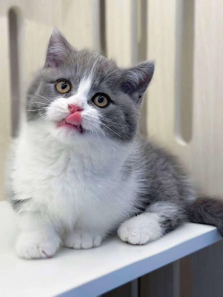 Munchkin