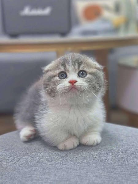 Munchkin Fold