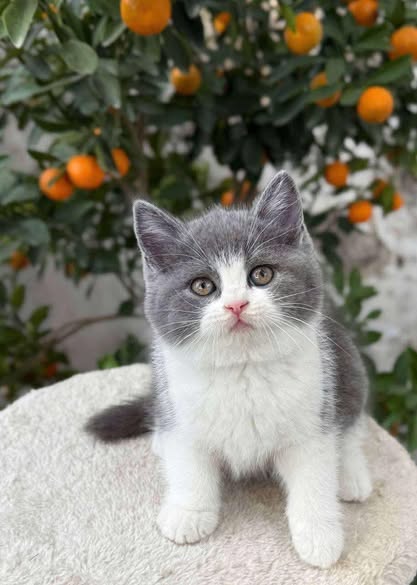 British Shorthair