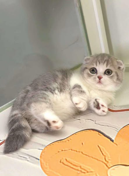 Munchkin Fold