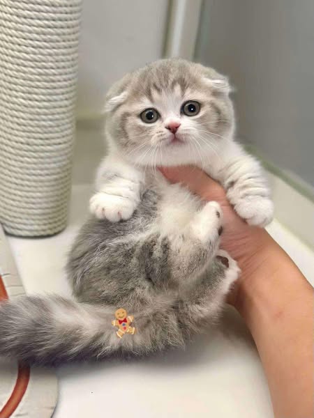 Munchkin Fold