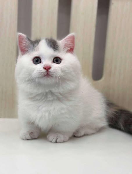 Munchkin