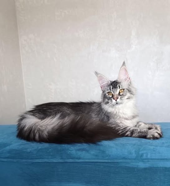 Maine Coon