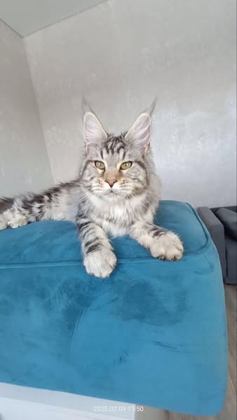 Maine Coon