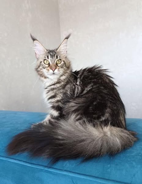 Maine Coon
