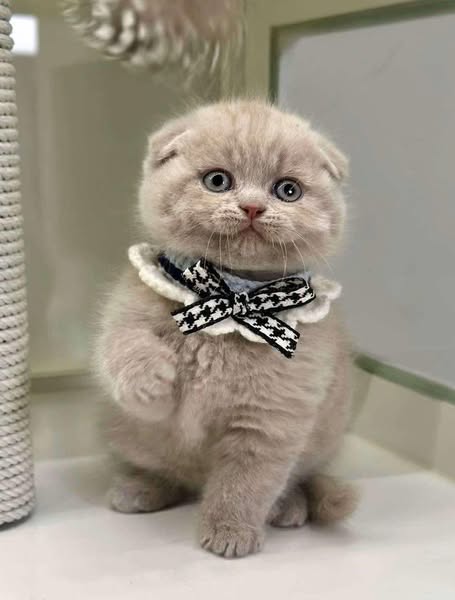 Scottish Fold