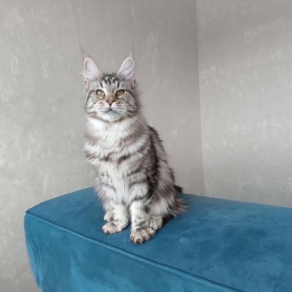 Maine Coon