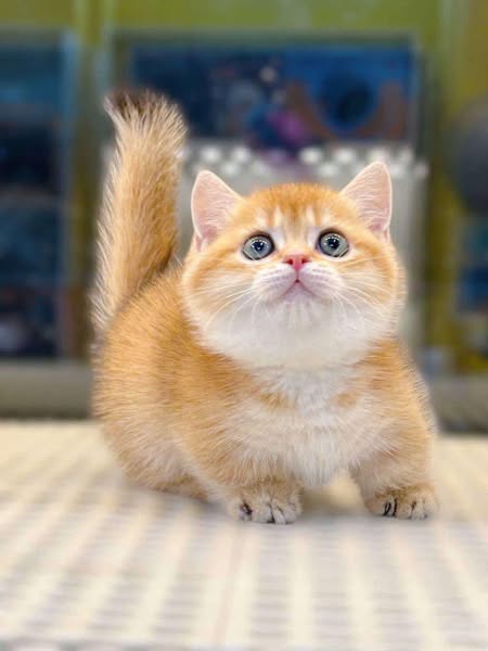 Munchkin