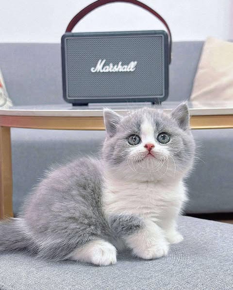 Munchkin
